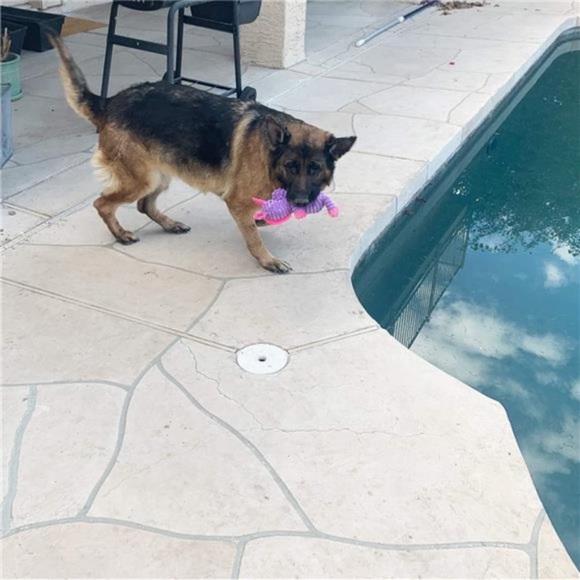 5 Pack Plush Toys Assortment Value Bundle Puppy Pet Mutt Squeak Toy for Dogs - Picture 5 of 6